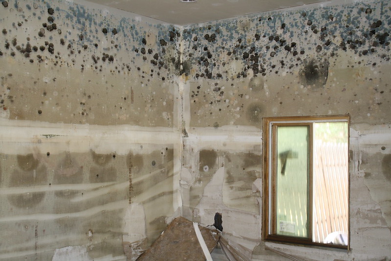 mould growth on walls