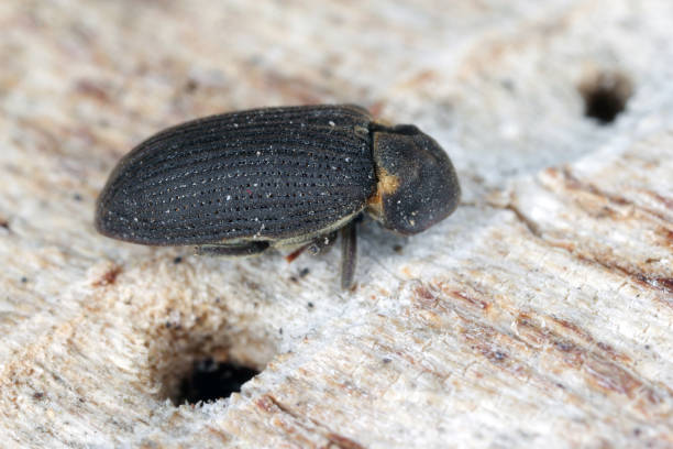 woodworm-beetles